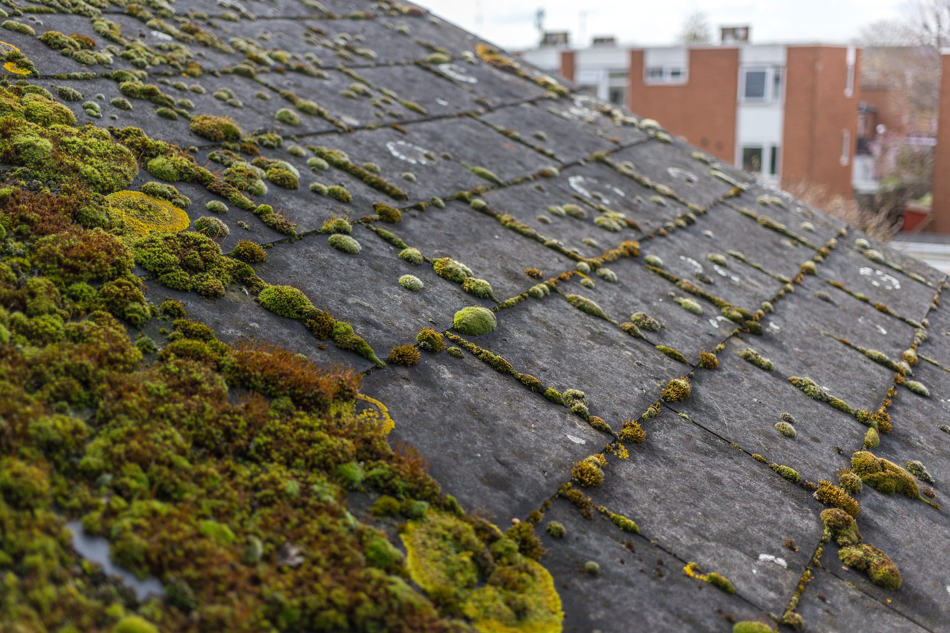 Roof cleaning